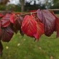 Parrotia persica - 1