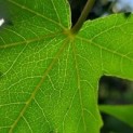 Liquidambar styraciflua 'Worplesdon'