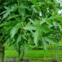 Liquidambar styraciflua 'Worplesdon'