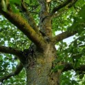 Tilia platyphyllos - Foto 3