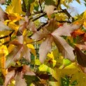 #2865 Liquidambar styraciflua 'Palo Alto' Amberbaum