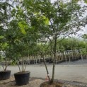 Gleditsia triacanthos ‘Sunburst' - 4