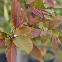 Malus 'Profusion' - 3