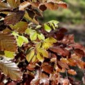 Fagus sylvatica 'Atropunicea' - impressie kleurnuances rode of bruine beuk