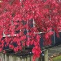 Acer palmatum 'Garnet' - 2