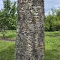 Phellodendron amurense - 9