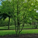 Carpinus betulus - Foto 2