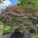 Acer palmatum 'Garnet' - Foto 3