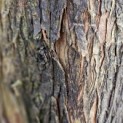 Metasequoia glyptostroboides - Foto 2