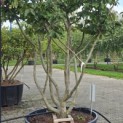 Parrotia persica - Foto 3