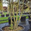 Quercus ilex - 3