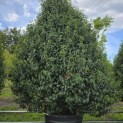 Prunus Lusitanica - 1
