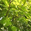 Corylus Avellana 'Aurea' - impressie zomerblad goudhazelaar