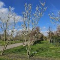 Prunus domestica Reine Claude 'Verte' - 1808