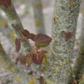 Cercidiphyllum japonicum - Foto 2