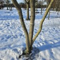 Salix x sepulcralis 'Chrysocoma' - 3