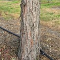 Sequoiadendron giganteum 'Glaucum' - Foto 3