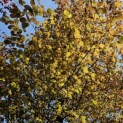 Fagus sylvatica 'Atropunicea' - 2