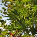 Acer palmatum Masu-kagami - 5