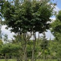 Parrotia persica - 1