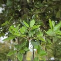 Quercus ilex - Foto 7