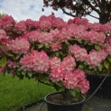 Rhododendron Yakushimanum'Marlis' - 2