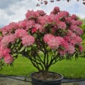 Rhododendron Yakushimanum'Marlis' - 1