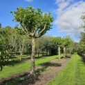 Platanus hispanica - 1