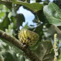 Quercus Ithaburensis 'Hemelrijk Silver. - 4