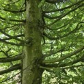 Carpinus betulus - 3
