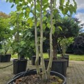 Davidia involucrata 'Sonoma' - 2