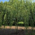 Salix x sepulcralis 'Chrysocoma' - 1