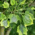 Liriodendron tulipifera 'Aureomarginatum' - 2