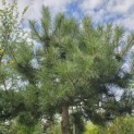 Pinus nigra subsp. Nigra - 3
