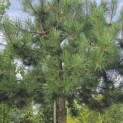 Pinus nigra subsp. Nigra - 2
