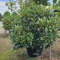 Rhododendron 'Cunningham's White' - 1