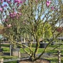 Magnolia 'Susan' - 2