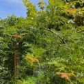 Acer palmatum 'Dissectum' - Foto 1