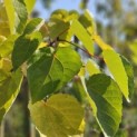 Idesia Polycarpa - 4
