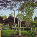 Acer palmatum 'Trompenburg' - Foto 3