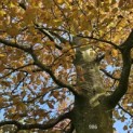 Fagus sylvatica 'Atropunicea' - Foto 4