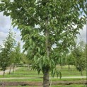 Prunus 'Sunset Boulevard' - Foto 5
