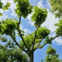 Platanus cultivar - Foto 2