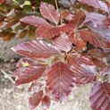Fagus sylvatica 'Atropunicea' - Afbeelding 6