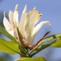 Magnolia 'Tripetala'