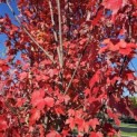 Acer Rubrum 'Brandywine' - oktober 2024 vak H