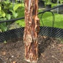 Acer griseum - 1