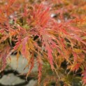Acer palmatum 'Dissectum' - 6