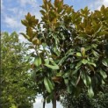 Magnolia grandiflora 'Goliath' - Foto 2