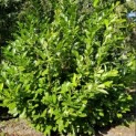 Prunus laur. Rotundifolia - Foto 3